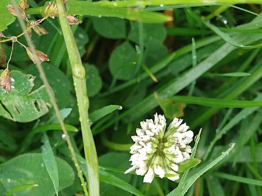 photo of White Clover