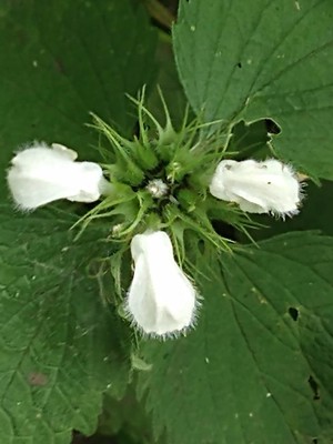photo of White Dead Nettle