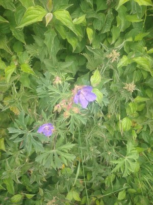 photo of Meadow Crane's Bill