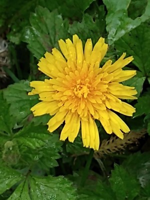 photo of Dandelion