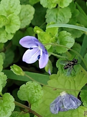photo of Slender Speedwell