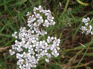 photo of Yarrow