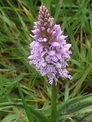 photo of Common Spotted Orchid