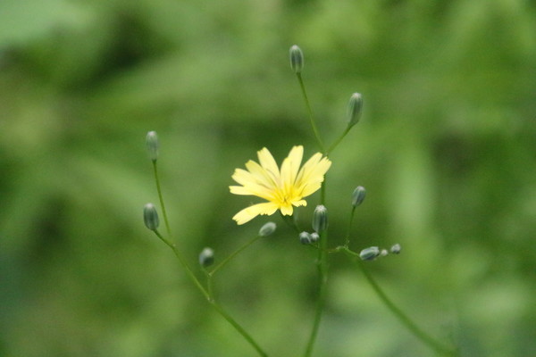 photo of Nipplewort