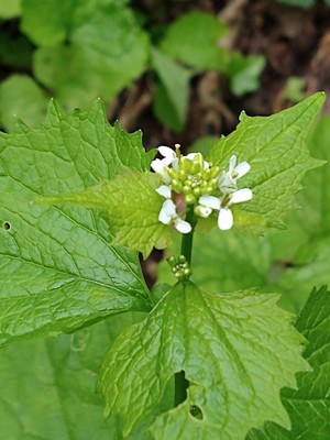 photo of Garlic Mustard
