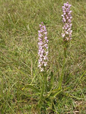 photo of Heath Fragrant Orchid