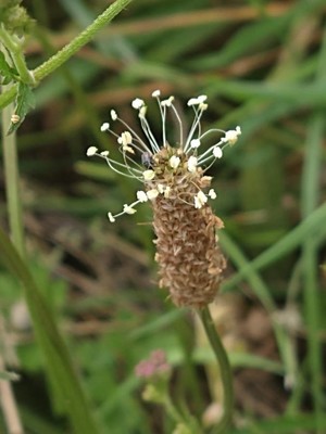 photo of Ribwort Plantain
