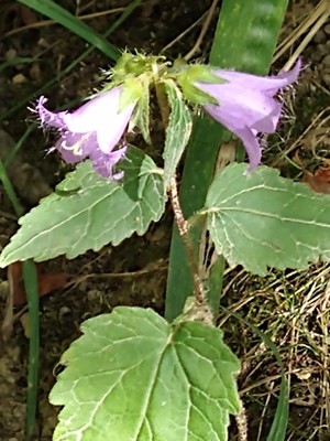 photo of Nettle Leaved Bellflower