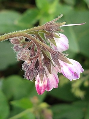 photo of Common Comfrey