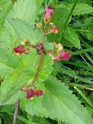 photo of Water Figwort