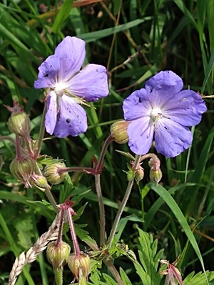 photo of Meadow Crane's Bill