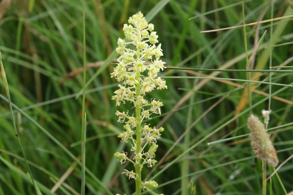 photo of Wild Mignonette