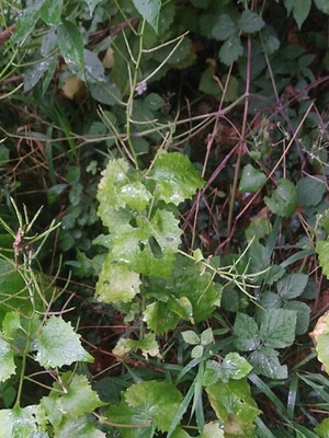 photo of Garlic Mustard