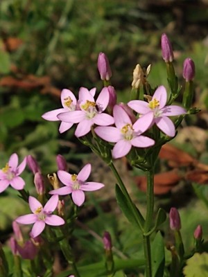 photo of Common Centaury