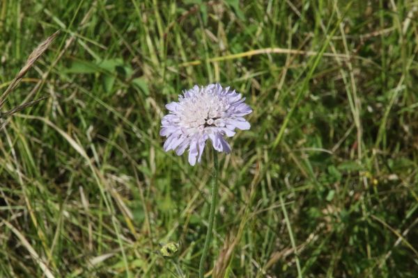 photo of Field Scabious