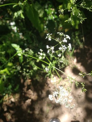 photo of Cow Parsley