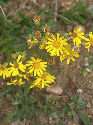 photo of Ragwort