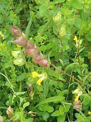 photo of Yellow Rattle
