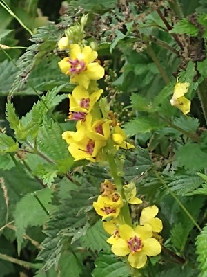photo of Dark Mullein