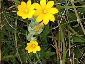 photo of Yellow Wort