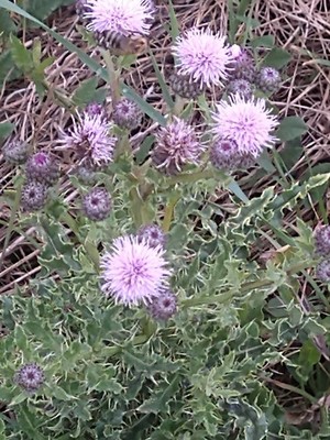 photo of Creeping Thistle