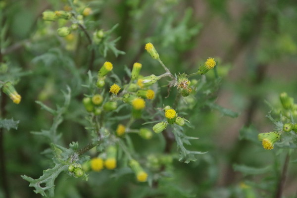 photo of Groundsel