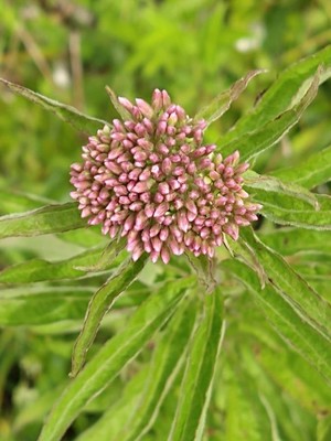 photo of Hemp Agrimony