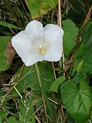 photo of Hedge Bindweed