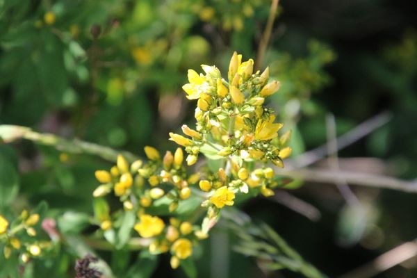 photo of Hairy St John's Wort