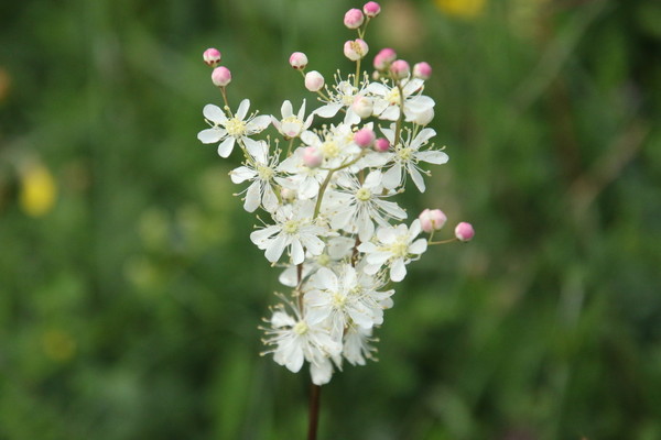 photo of Dropwort