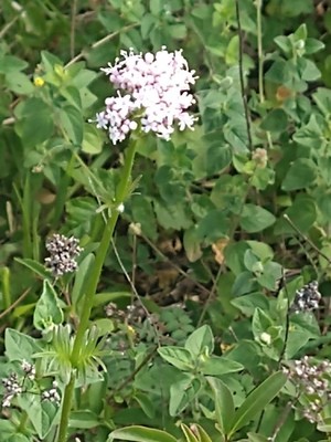 photo of Marsh Valerian
