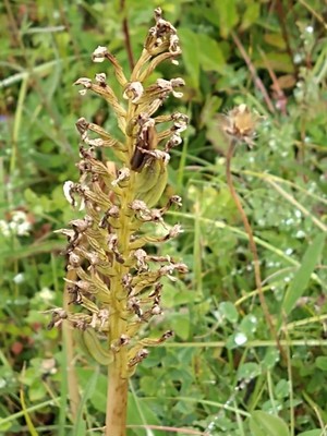 photo of Common Broomrape