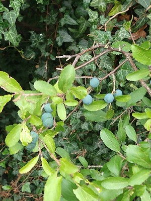 photo of Blackthorn