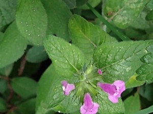 photo of Wild Basil
