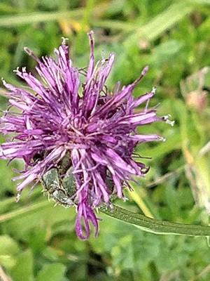 photo of Greater Knapweed