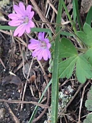 photo of Dove's Foot Crane's Bill