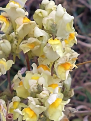 photo of Common Toadflax