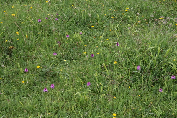 photo of Pyramidal Orchid