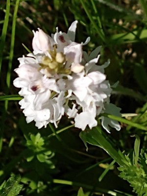 photo of Heath Spotted Orchid
