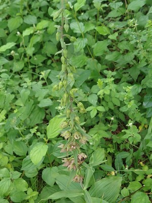 photo of Broad Leaved Helleborine