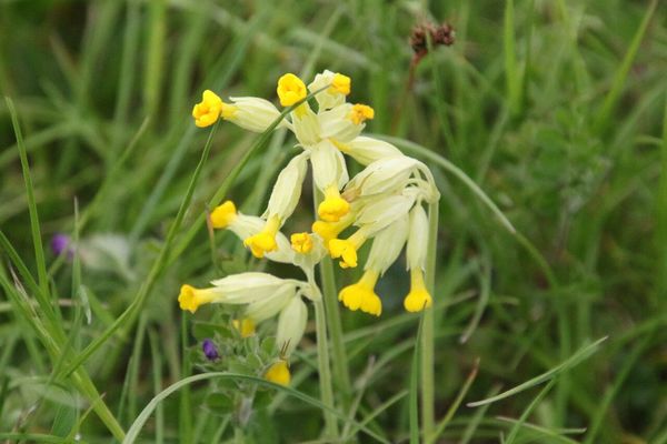 photo of Cowslip