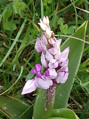 photo of Military Orchid