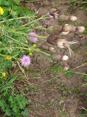 photo of Creeping Thistle