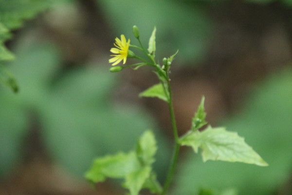 photo of Nipplewort