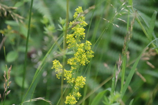 photo of Lady's Bedstraw