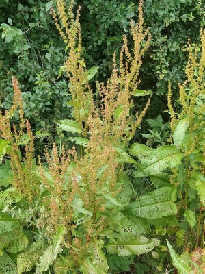 photo of Broad Leaved Dock