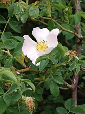 photo of Common Dog Rose