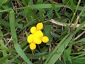 photo of Bird's Foot Trefoil