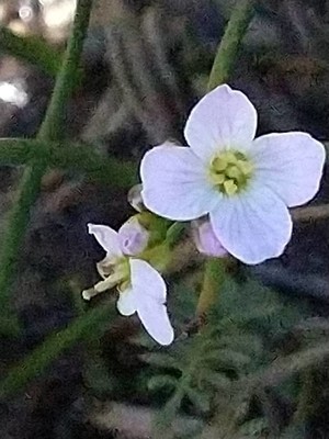 photo of Cuckoo Flower