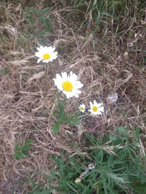 photo of Oxeye Daisy